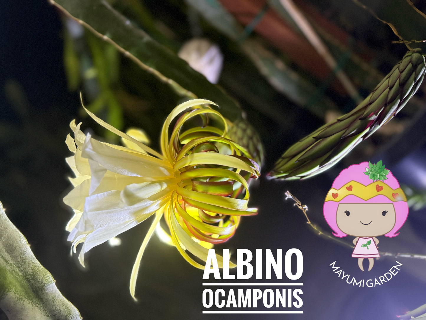 Albino Ocamponis Dragon Fruit Live cutting (12") and rooted plant