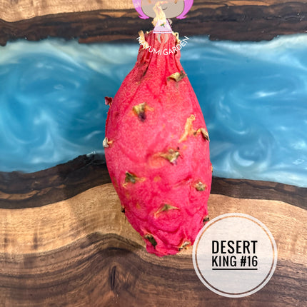 🌵 Desert King 16 (DK #16)