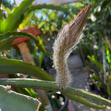 Princess of the Night cactus live cuttings (12”)