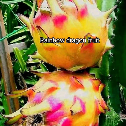 Rainbow Dragon Fruit live cutting 12"