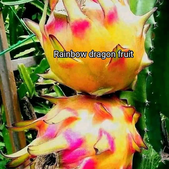 Rainbow Dragon Fruit live cutting 12"