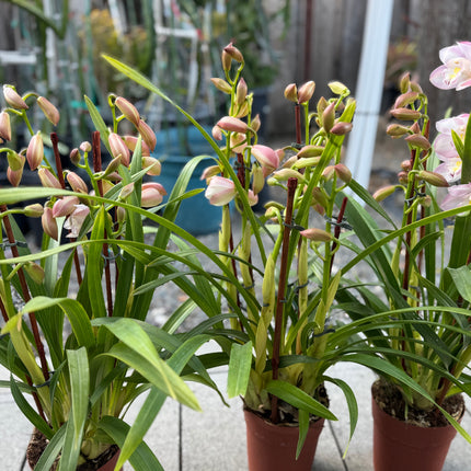 Cymbidium Orchid Blush Pink (Pink Boat Orchid) live plant