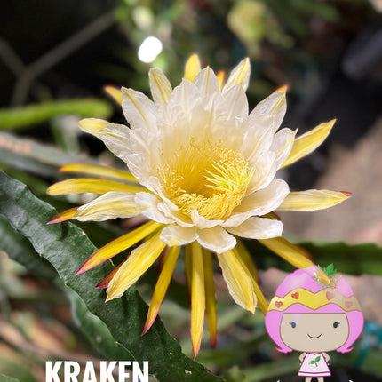 Kraken (Erongka- Purple Ocamponis) dragon fruit live cuttings 12”