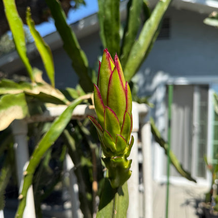 Queen Daenerys dragon fruit live cuttings and rooted plants