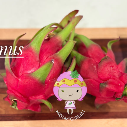 Venus dragon fruit live cuttings