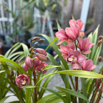 Hybrid 12 Red Cymbidium Orchid (boat orchid) live plant