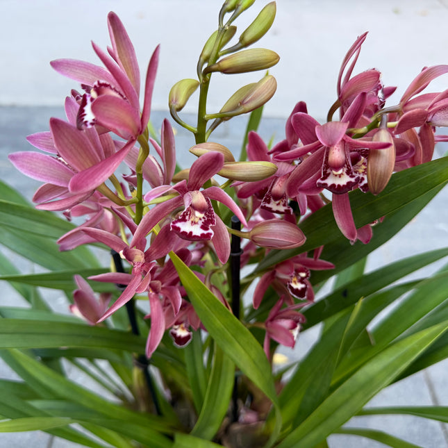 Cymbidium ensifolium (Burgundy)