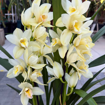 Yellow Cymbidium Orchid
