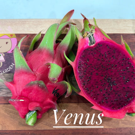Venus dragon fruit live cuttings