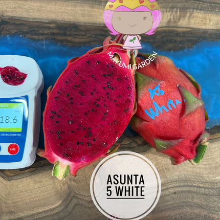 Asunta 5 White