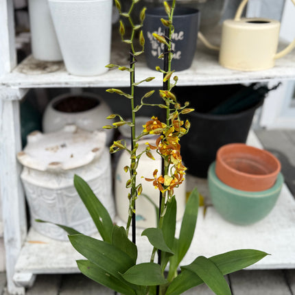 Dancing-Lady Orchid (Tolumnia Orchids-Equitant Oncidiums) live plants