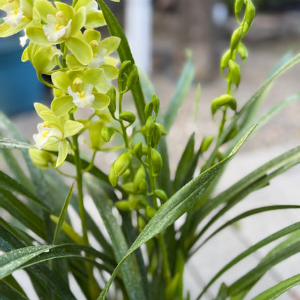 Cymbidium Orchid Sarah Jean "Jennifer" (Miniature Boat Orchid Lime Green) live plant