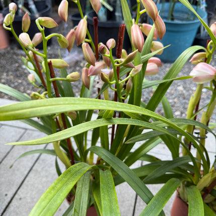 Cymbidium Orchid Blush Pink (Pink Boat Orchid) live plant
