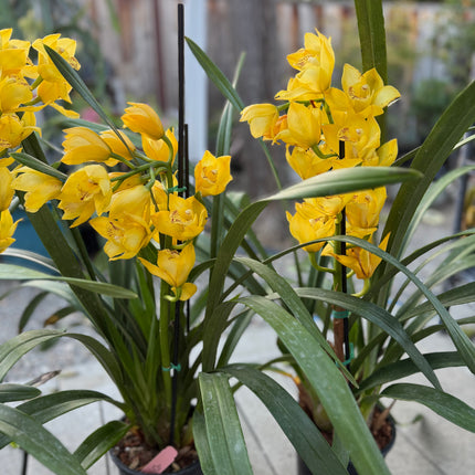 Cymbidium Gold Orchid (yellow boat orchid) live plant