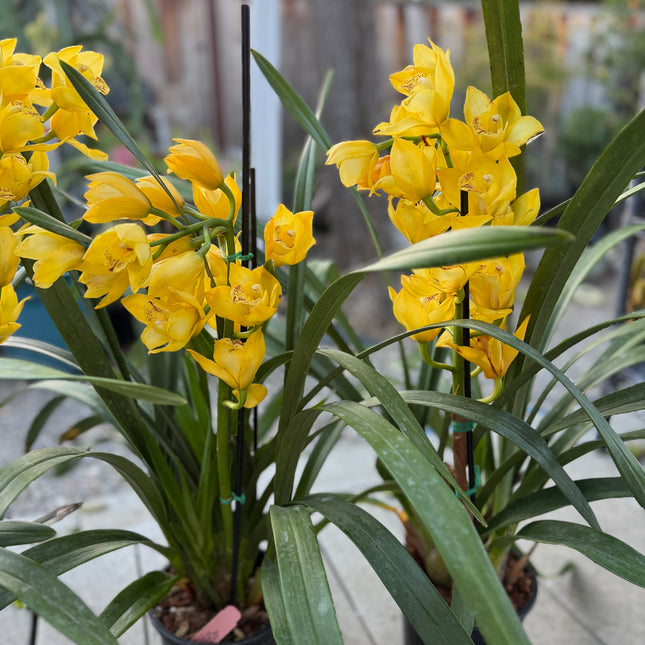 Cymbidium Gold Orchid (yellow boat orchid) live plant