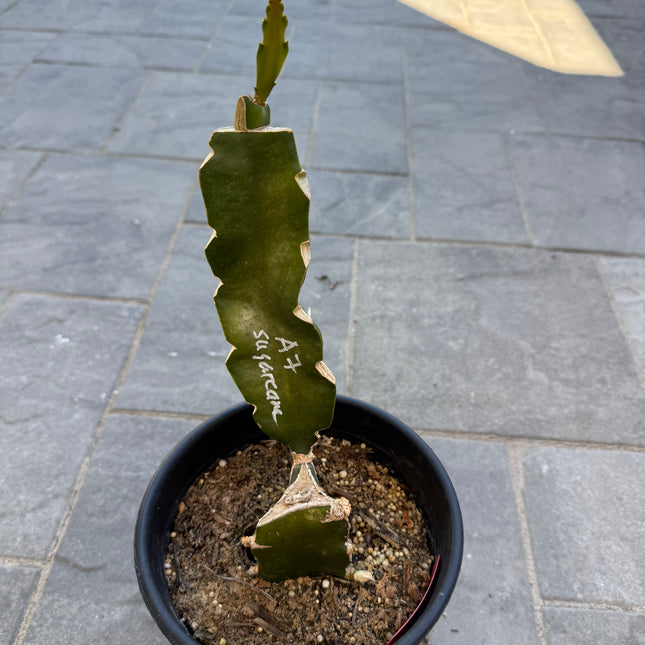 Asunta 7 Sugarcane dragon fruit grafted plant🌸