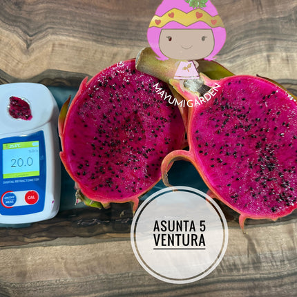 Asunta 5 Ventura