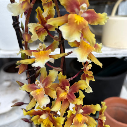 Dancing-Lady Orchid (Ons. Catatante ‘Orange Kiss’)