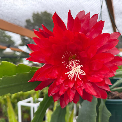 Epiphyllum “Masada”, “Padre” & Zeus-XL rare cuttings 12"