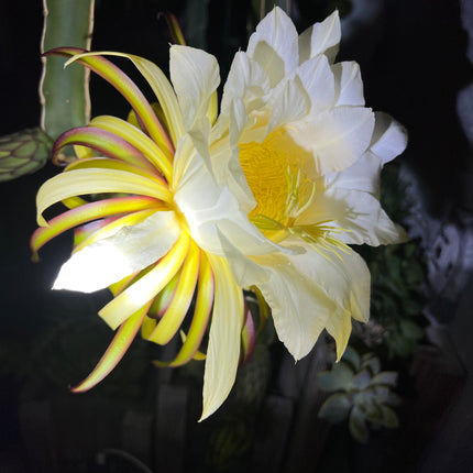 Albino Ocamponis Dragon Fruit Live cutting (12") and rooted plant