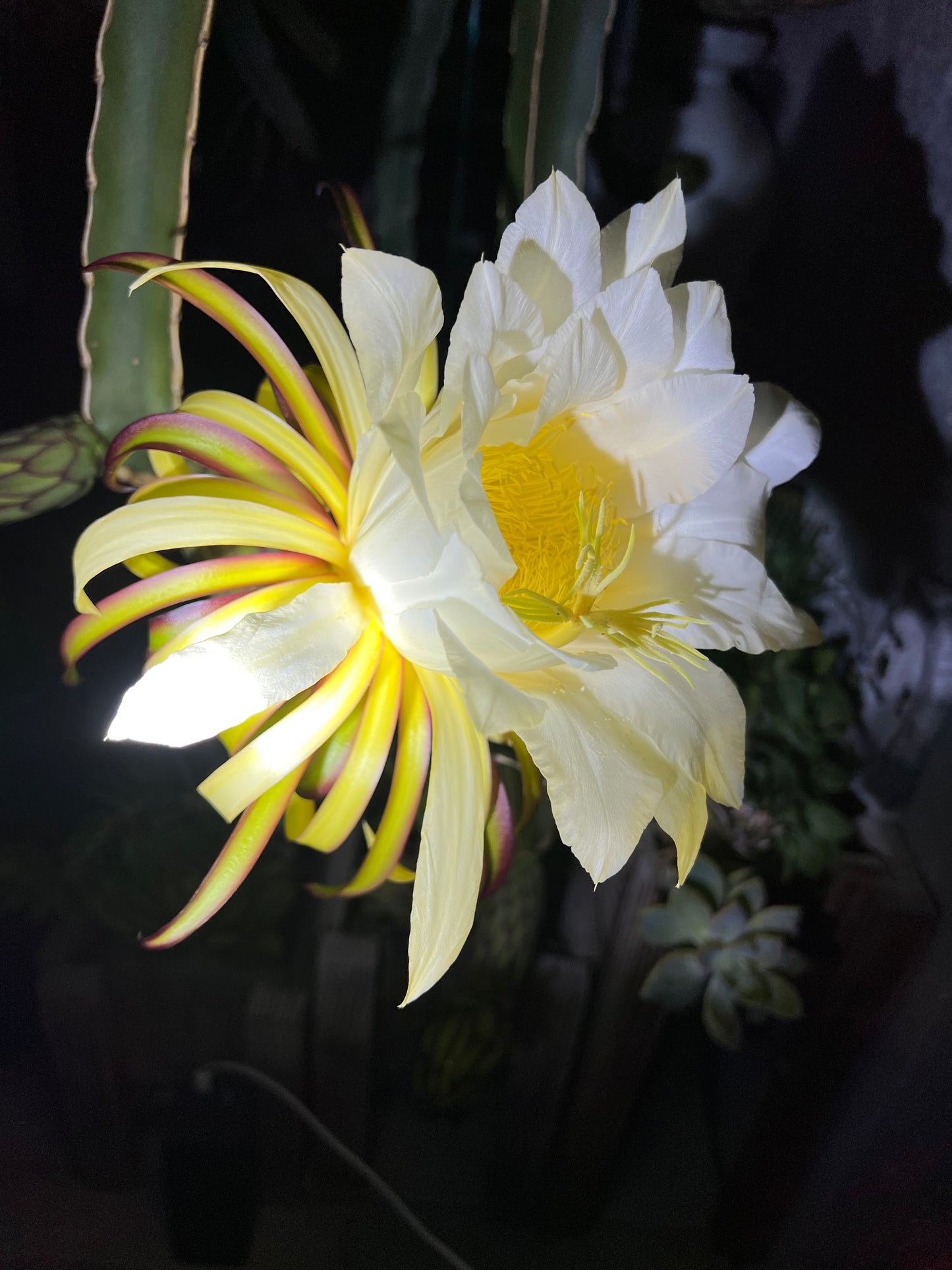 Albino Ocamponis Dragon Fruit Live cutting (12") and rooted plant