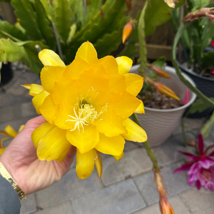 Epiphyllum “Masada”, “Padre” & Zeus-XL rare cuttings 12"