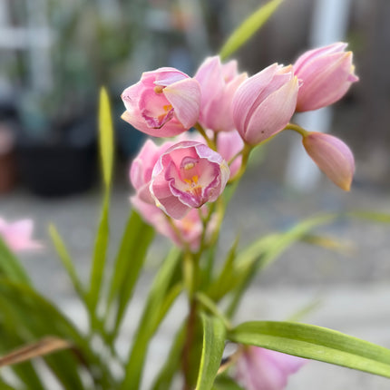 Pink Cymbidium Orchid (boat orchid) live plant