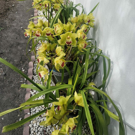 Yellow Cymbidium (Yellow Boat Orchid) live plant