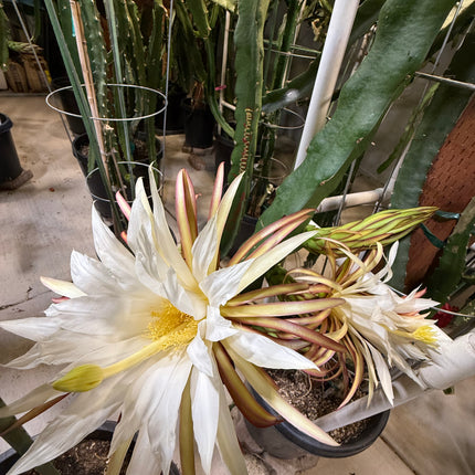 Asunta 5 Starburst Dragon Fruit (TLM)