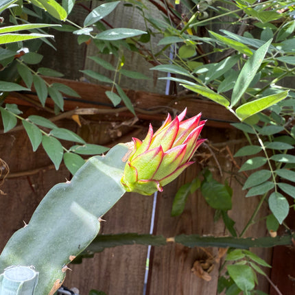 Asunta 6 Dragon Fruit Live Cuttings (12") (Official Asunta 6)