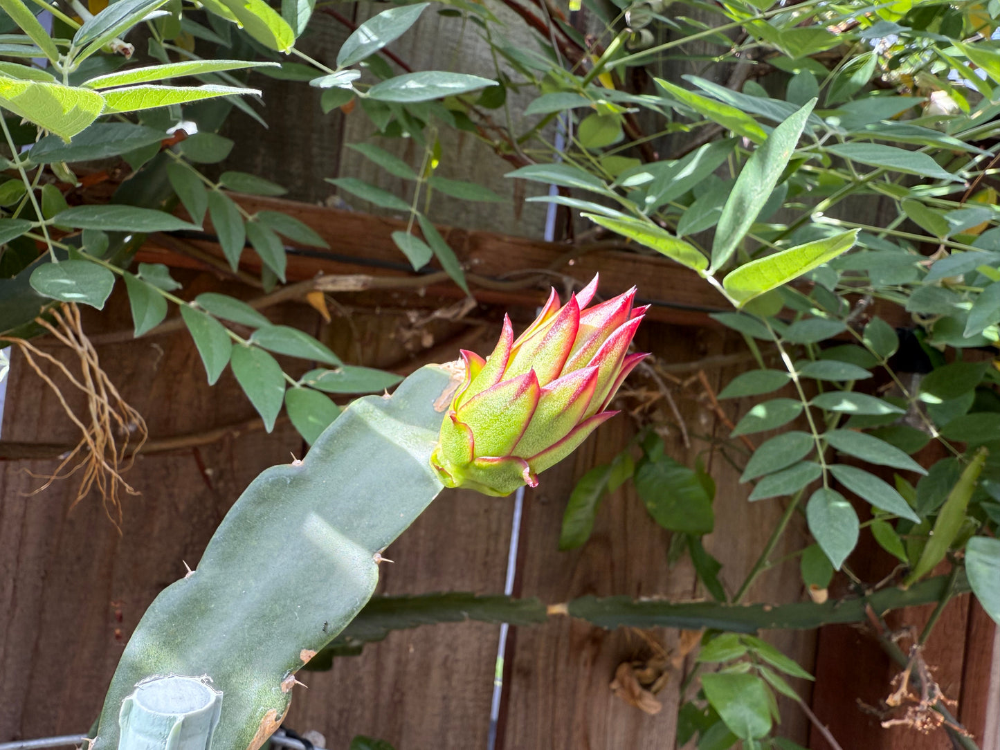 Asunta 6 Dragon Fruit Live Cuttings (12") (Official Asunta 6)