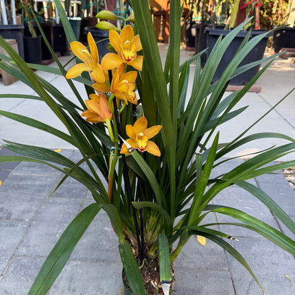 Cymbidium Warm Orange