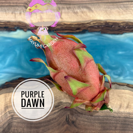 🌱 Purple Dawn