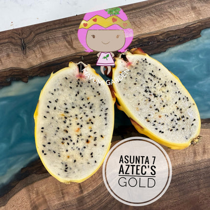 Asunta 7 Aztec Gold (Yellow Skin White Flesh) grafted plant