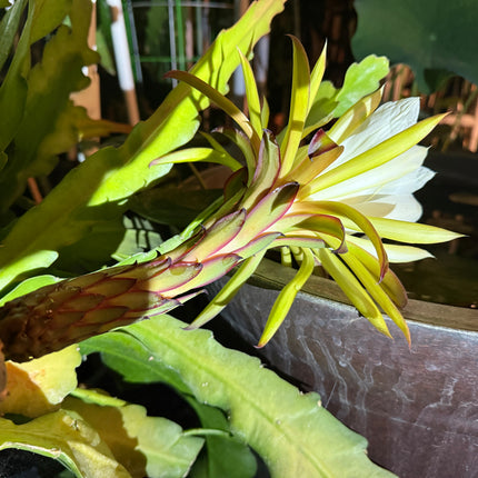 Red Ocamponis Dragon Fruit Cutting