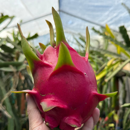 Vietnamese Giant White dragon fruit cutting and rooted plant