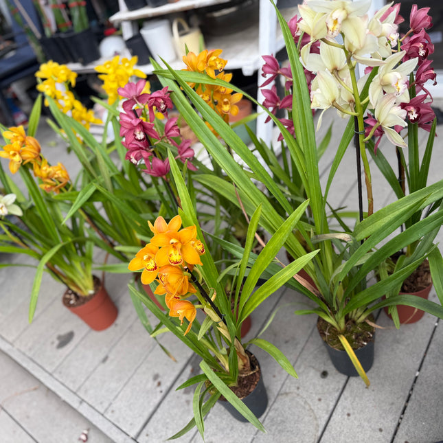 Cymbidium Hades Orchid (Red Boat orchid) live plant