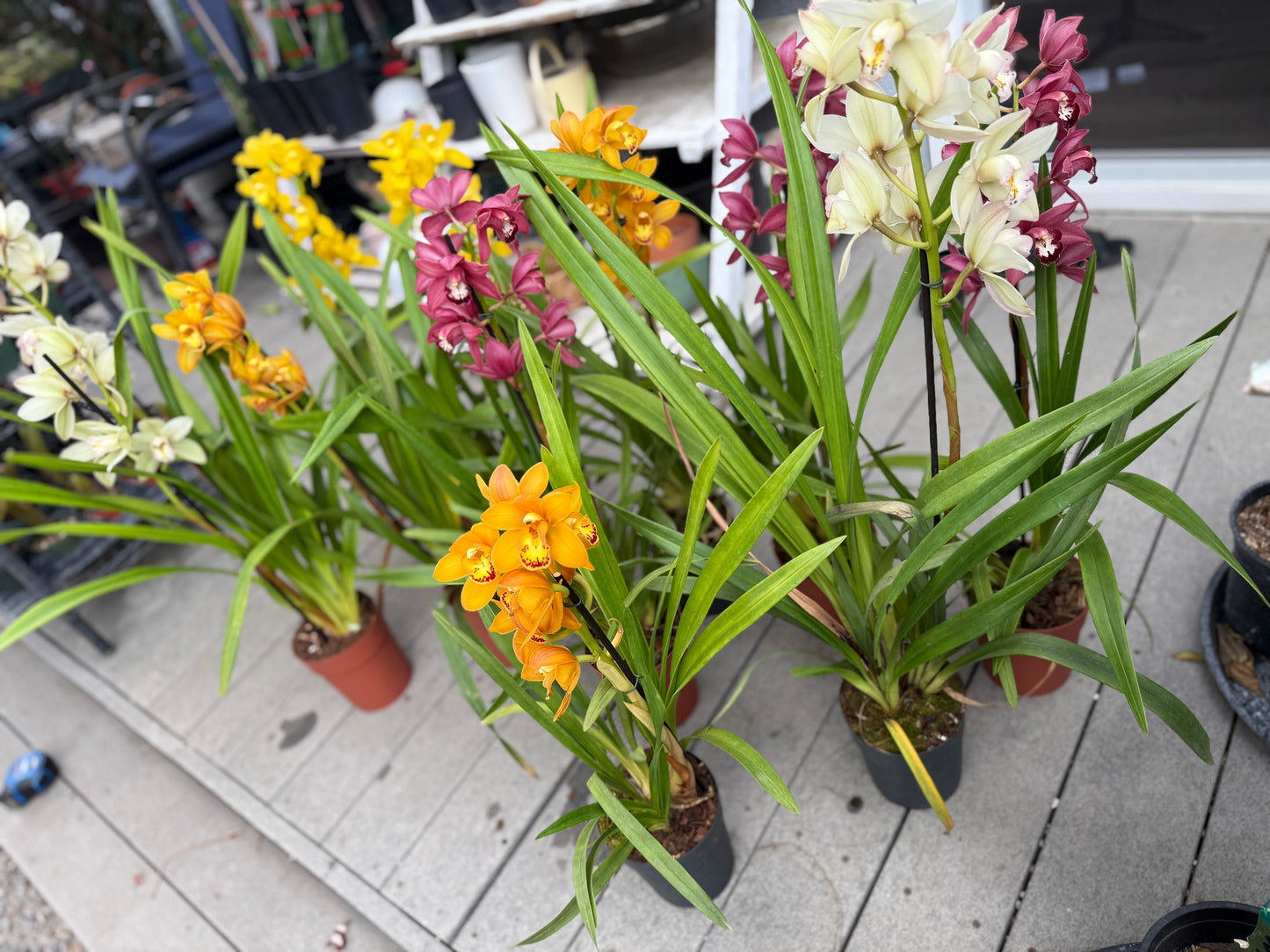 Yellow Cymbidium (Yellow Boat Orchid) live plant