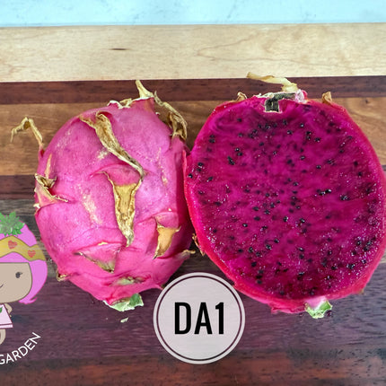 DA-1 Dragon Fruit