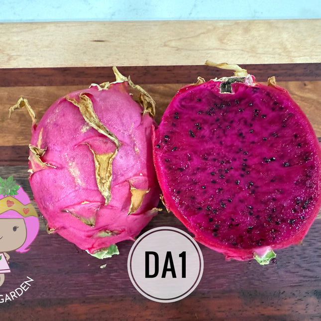 DA-1 Dragon Fruit