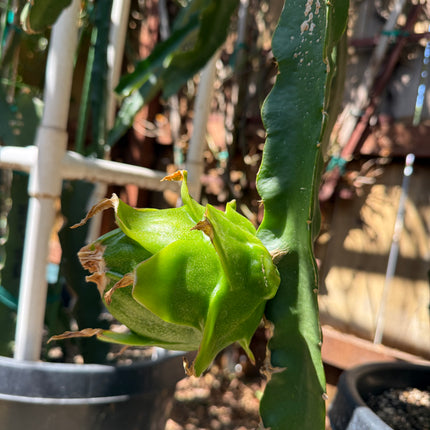 Riona Dragon Fruit live cutting (12")