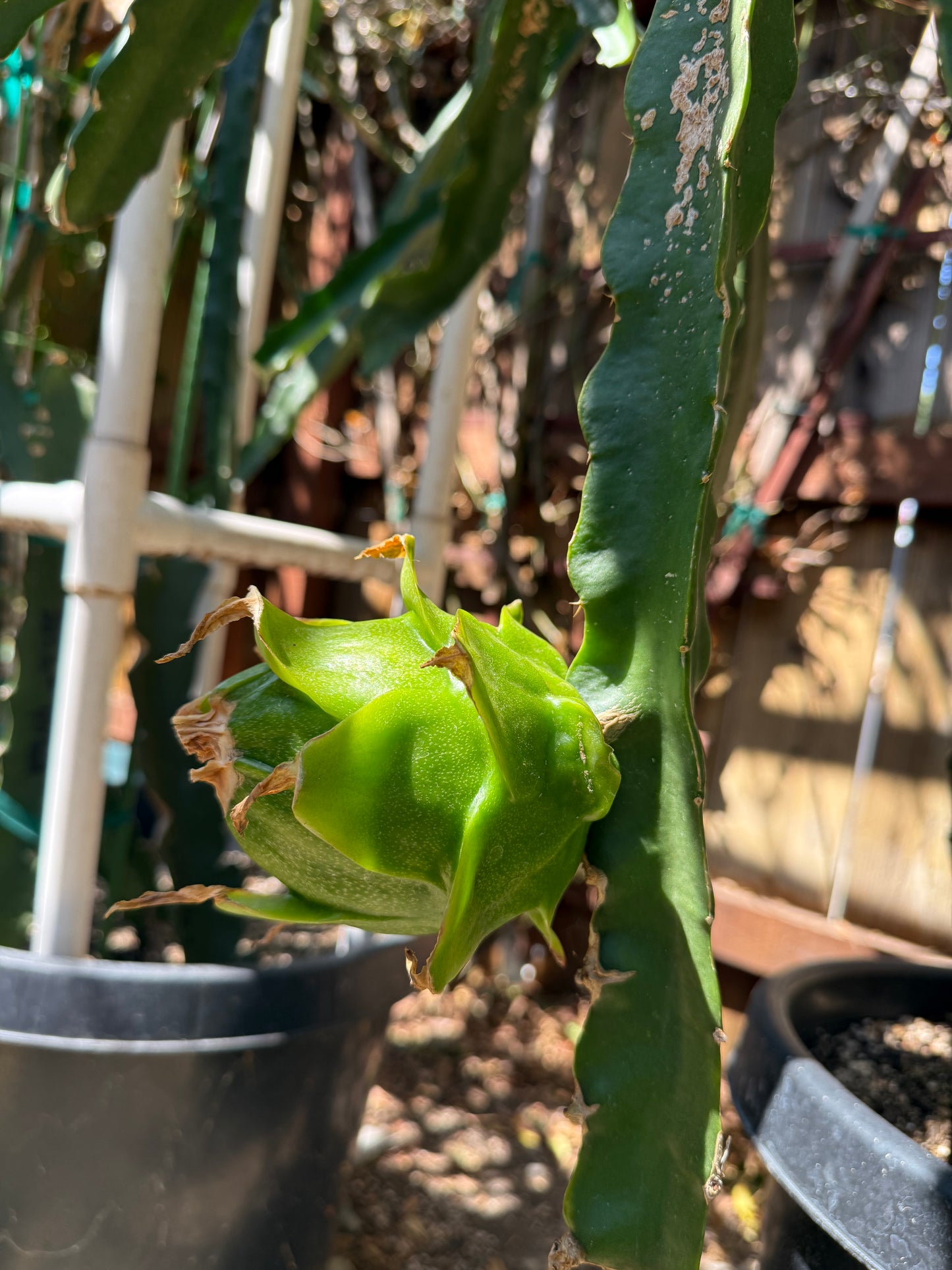 Riona Dragon Fruit live cutting (12")