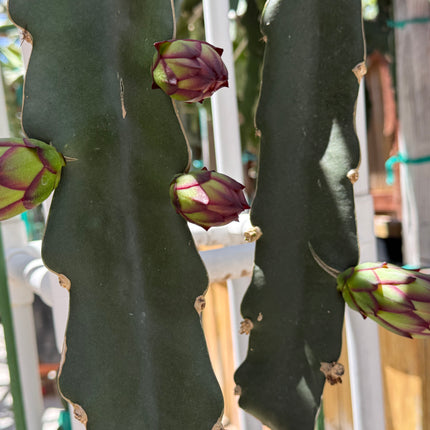 Asunta 5 Paco Dragon Fruit cutting- The best of the Asunta 5 line