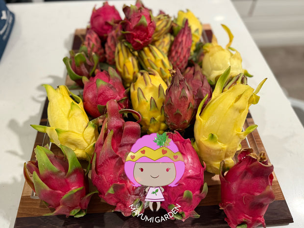 Banner image for: <h2>Dragon Fruits</h2>