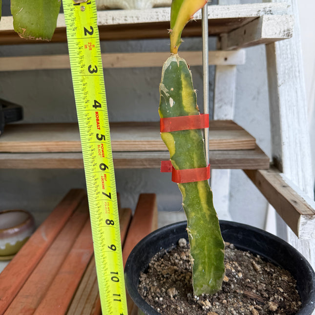 Worth Variegated Dragon Fruit rooted plant