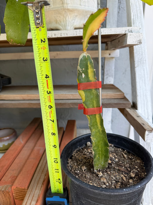 Worth Variegated Dragon Fruit rooted plant
