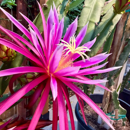 Connie Mayer dragon fruit live cutting (12")