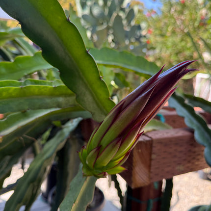Amelie (Don Burnett ‘s hybrid) dragon fruit cutting (12") and rooted plant