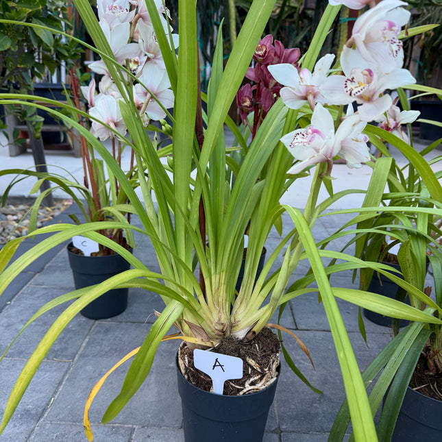 Cymbidium Sale