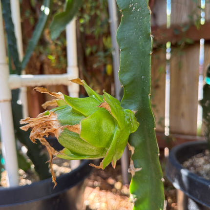 Riona Dragon Fruit live cutting (12")